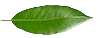 A description about the image goes here